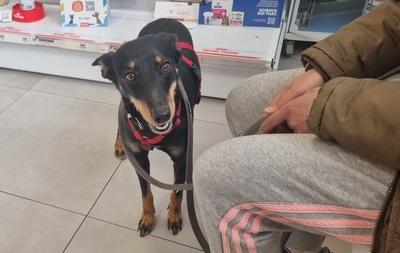 Lea, Mischling - Hündin