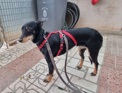 Lea, Mischling - Hündin