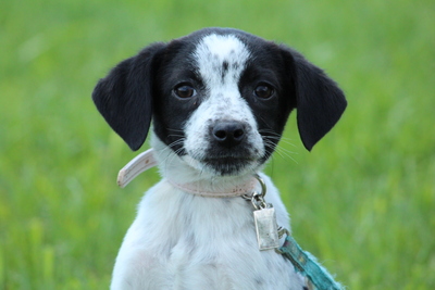 Leandra, Mischling Welpen - Hündin