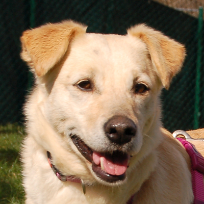 Leane, Kleiner Labrador-Mix - Hündin