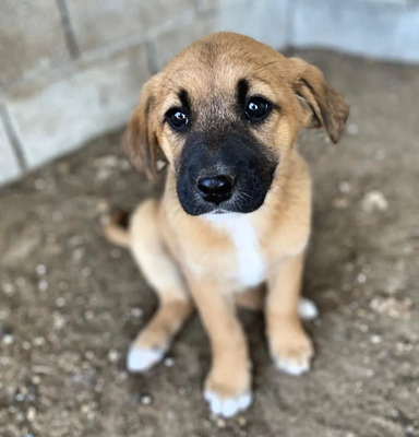 Leda, unbekannt Welpen - Hündin