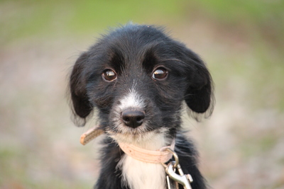 Leevi, Mischling Welpen - Rüde