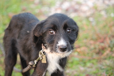 Leevi, Mischling Welpen - Rüde