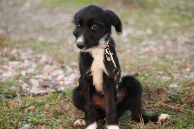 Leevi, Mischling Welpen - Rüde