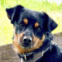 Lego, Pinscher - Rüde