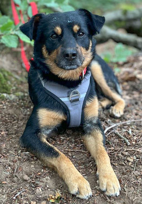 Lego, Pinscher - Rüde