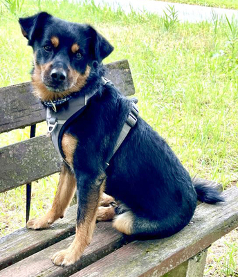 Lego, Pinscher - Rüde