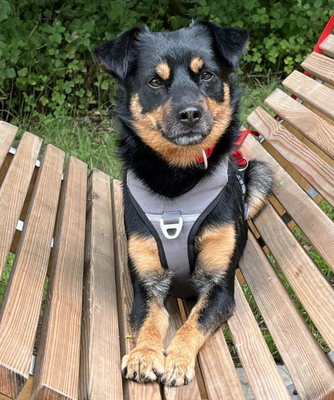 Lego, Pinscher - Rüde