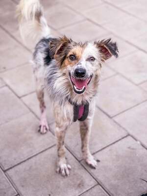 Legolas, Mischling - Rüde