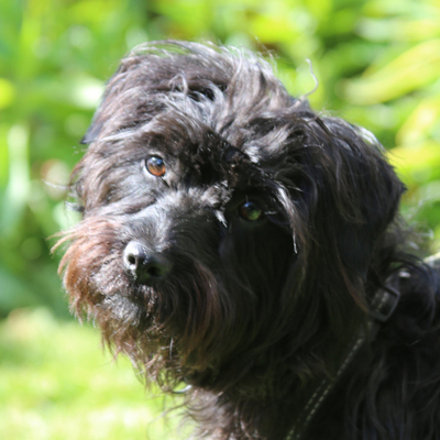 Leia, Affenpinscher-Mix - Hündin