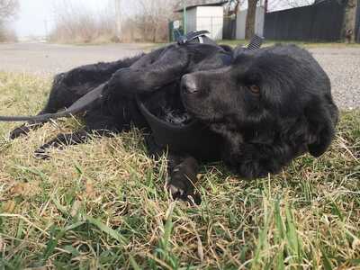 Leila - Besonderes Hundemädchen, ca. 2 Jahre/ 43cm/20kg, Mischling - Hündin