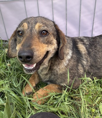 Leila, Mix - Hündin