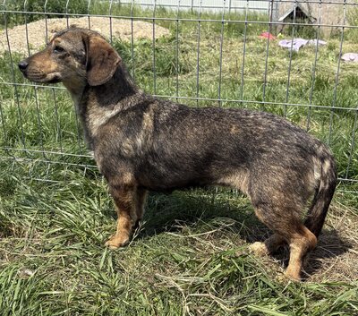 Leila, Mix - Hündin