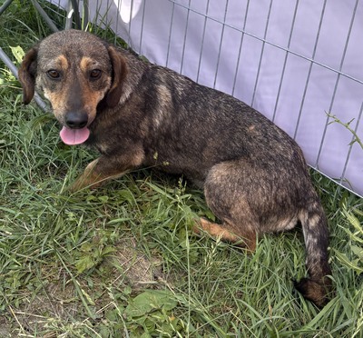 Leila, Mix - Hündin