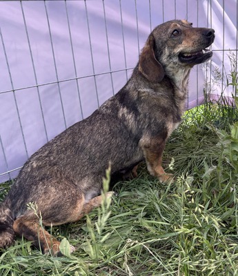 Leila, Mix - Hündin