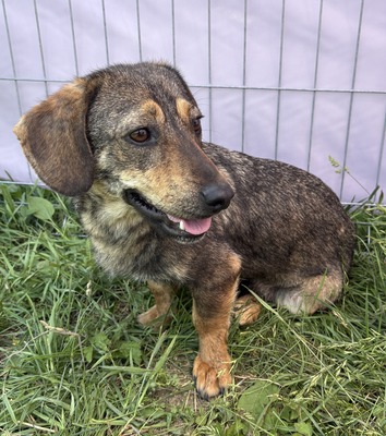 Leila, Mix - Hündin
