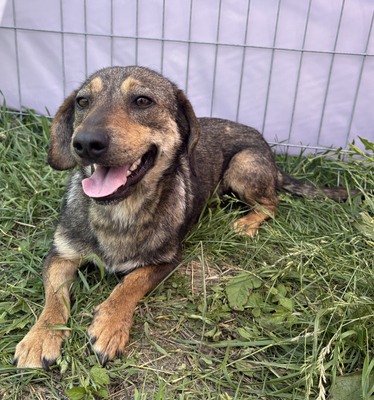 Leila, Mix - Hündin
