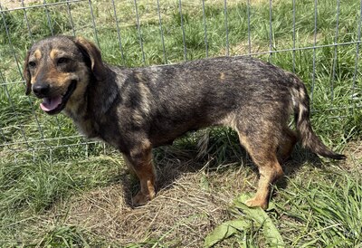 Leila, Mix - Hündin