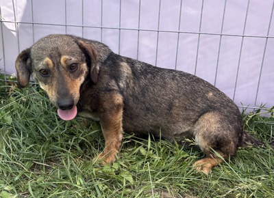 Leila, Mix - Hündin