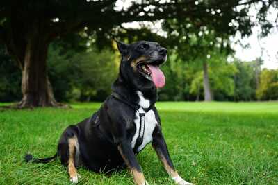 Leila, Nicht-Bekannt, Vermutung -> Pinscher + Schäferhund - Hündin