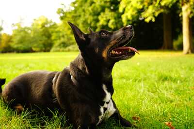 Leila, Nicht-Bekannt, Vermutung -> Pinscher + Schäferhund - Hündin