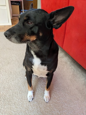 Leila, Nicht-Bekannt, Vermutung -> Pinscher + Schäferhund - Hündin