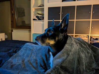Leila, Nicht-Bekannt, Vermutung -> Pinscher + Schäferhund - Hündin