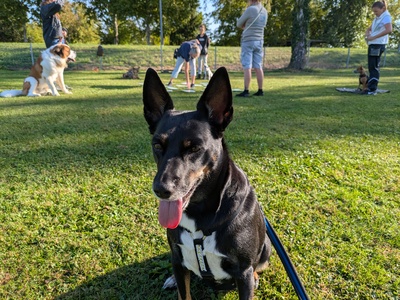 Leila, Nicht-Bekannt, Vermutung -> Pinscher + Schäferhund - Hündin