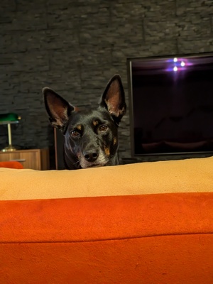 Leila, Nicht-Bekannt, Vermutung -> Pinscher + Schäferhund - Hündin