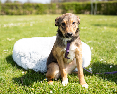 Leila, mischling Welpen - Hündin