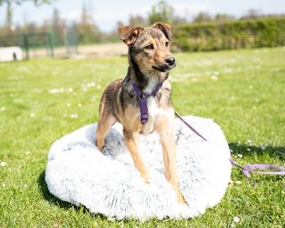 Leila, mischling Welpen - Hündin