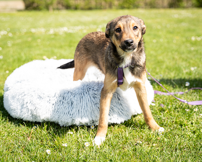 Leila, mischling Welpen - Hündin