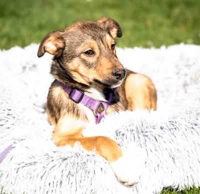 Leila, mischling Welpen - Hündin