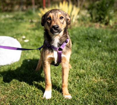 Leila, mischling Welpen - Hündin