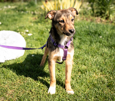 Leila, mischling Welpen - Hündin