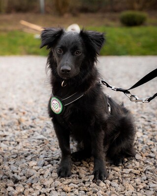 Leilani, Mischling - Hündin