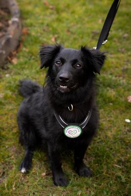 Leilani, Mischling - Hündin