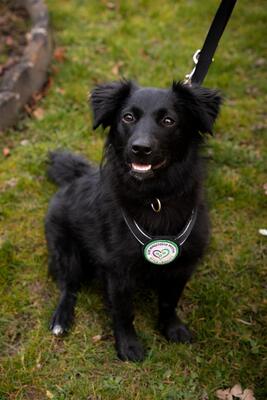 Leilani, Mischling - Hündin