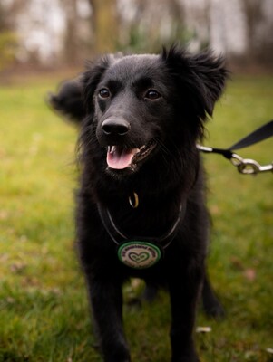 Leilani, Mischling - Hündin