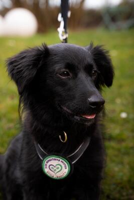 Leilani, Mischling - Hündin