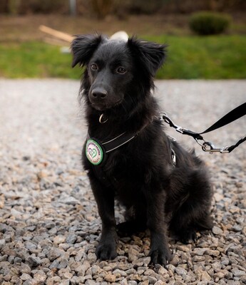Leilani, Mischling - Hündin