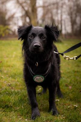 Leilani, Mischling - Hündin