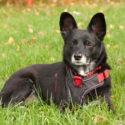 Leili, Mischling - Hündin