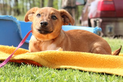 Lelia, Mischling Welpen - Hündin