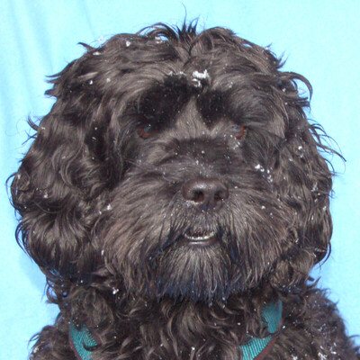 Lemmy, Cairn-Terrier-Cocker-Mix - Rüde