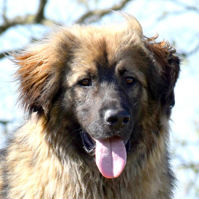 Lemmy, Sarplaninac-Mix - Rüde