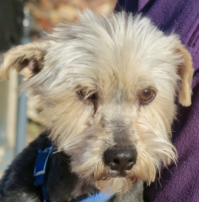 Lemmy, Terrier Mix - Rüde