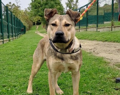 Lemon Schäferhund Mix sucht dringend ein Zuhause