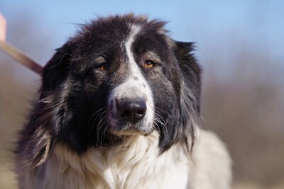 Lena, Kaukasischer Schäferhund - Hündin