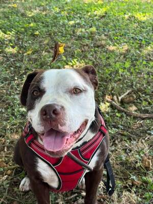 Lena hübsche Mischlings Hündin wartet im Tierheim, Mischling - Hündin